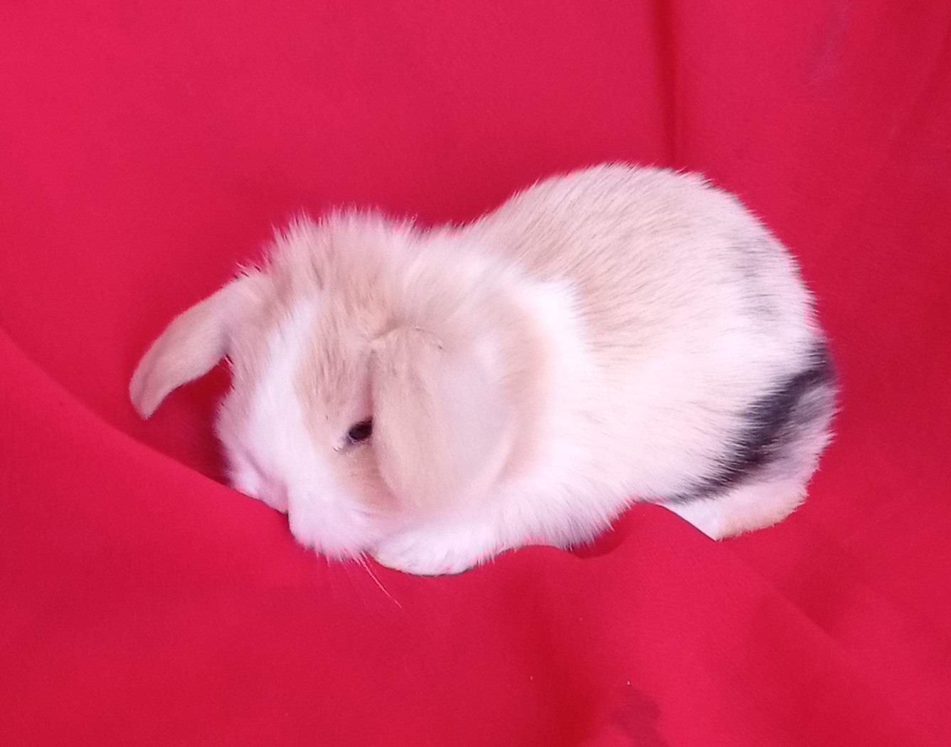 Mini Lop tavşanı