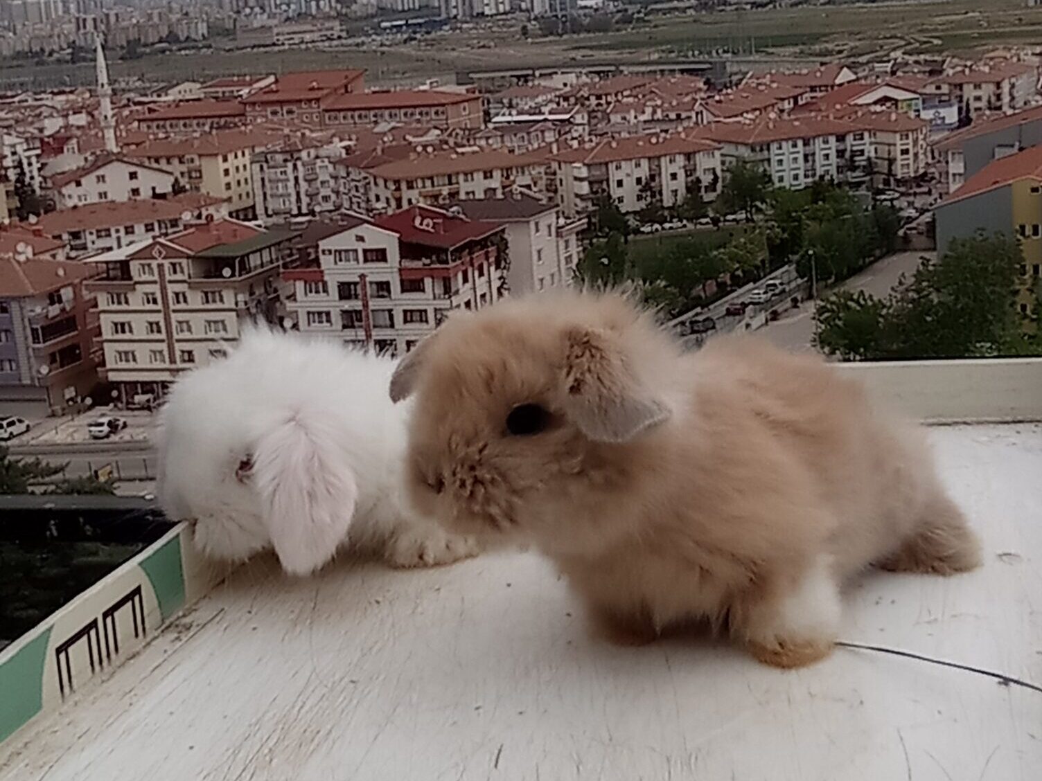 ankara tavşan