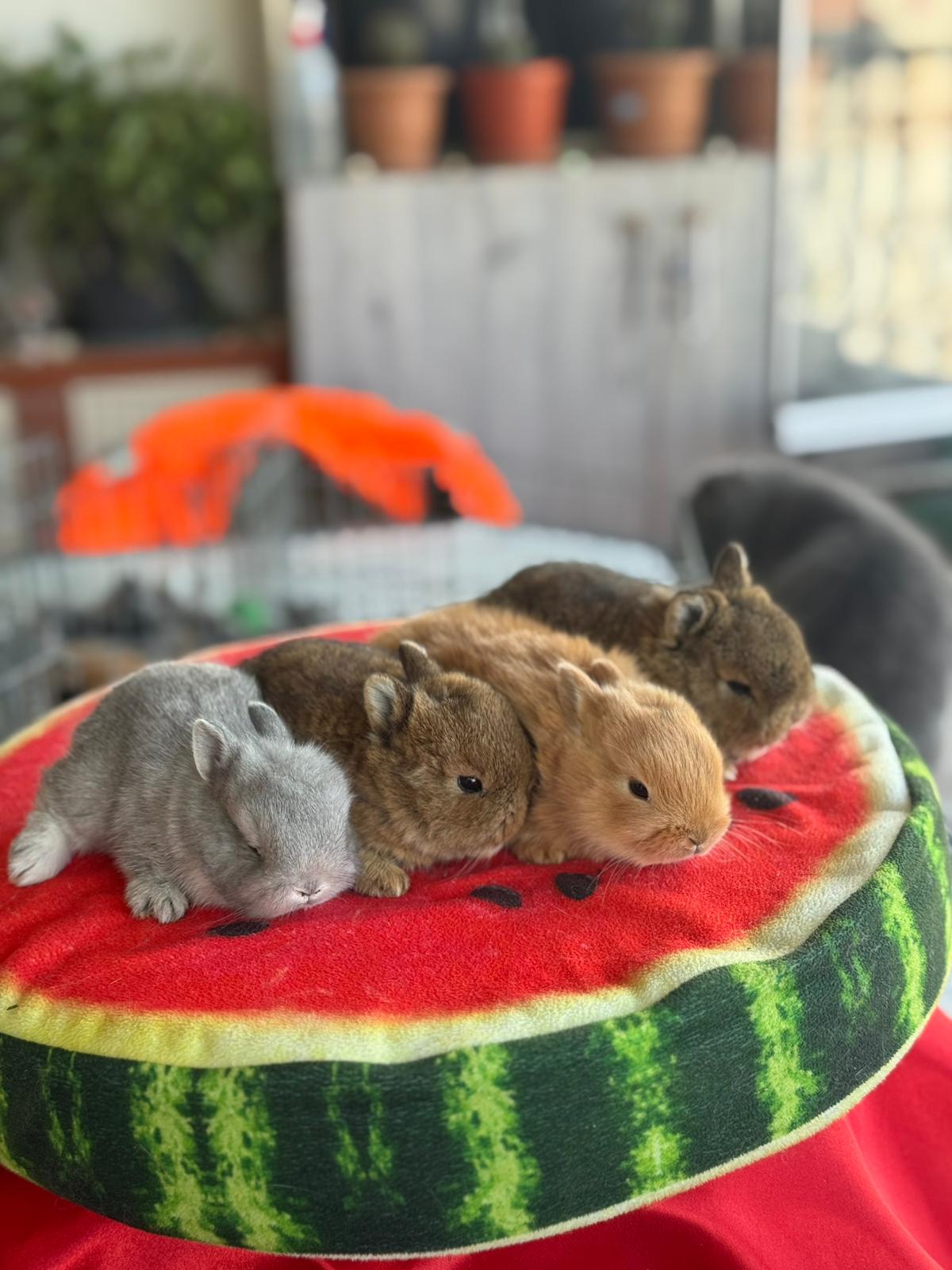 Ankara tavşan sahiplendirme 