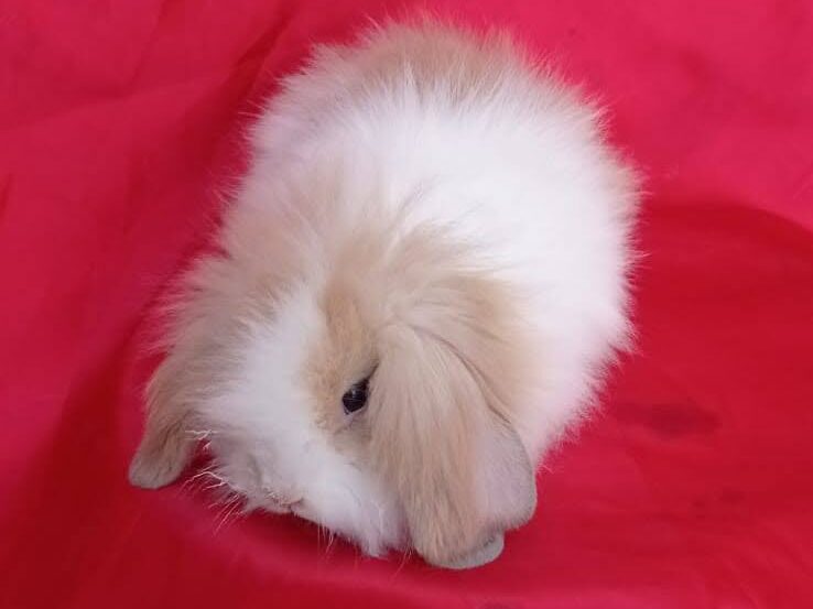 Tavşan Üretiminde Doğru Yaklaşım