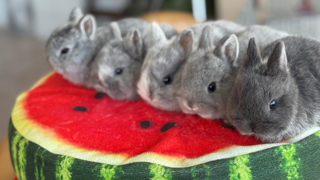 ankara tavşan sahiplendirme
