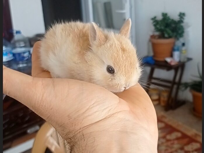 Ankara Evcil Tavşan Fiyatları